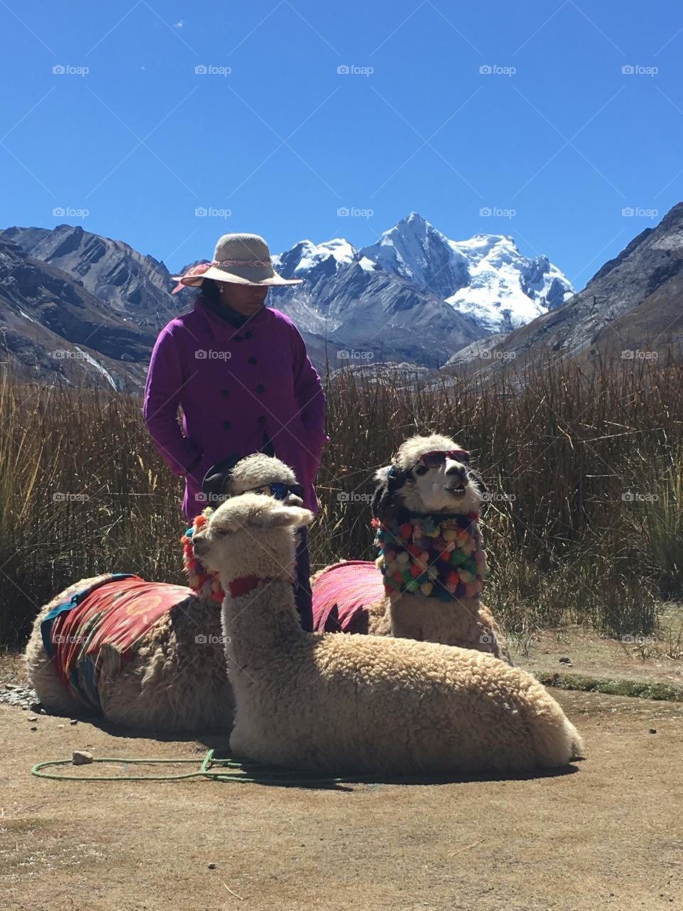 Stylish llamas
