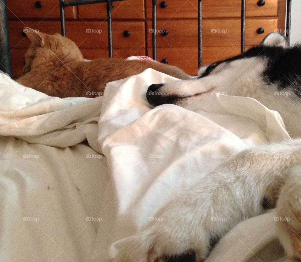 Kitty and husky refuse to get out of bed!