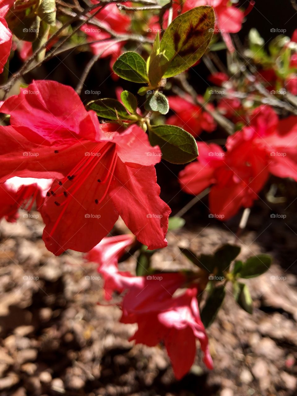 Closeup of flowering red azalea in bright sunlight 