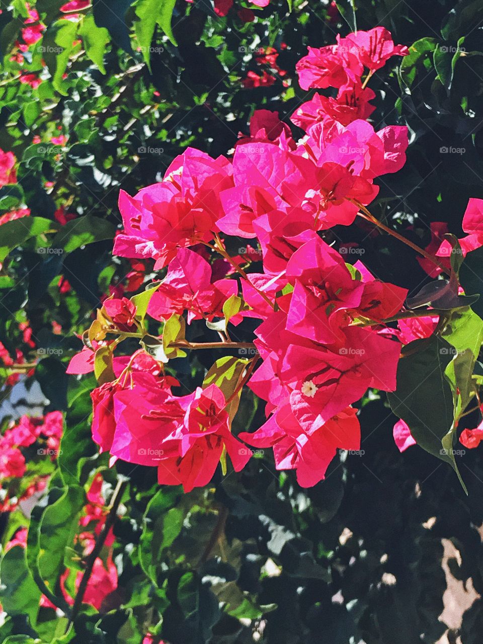 Bougainvillea