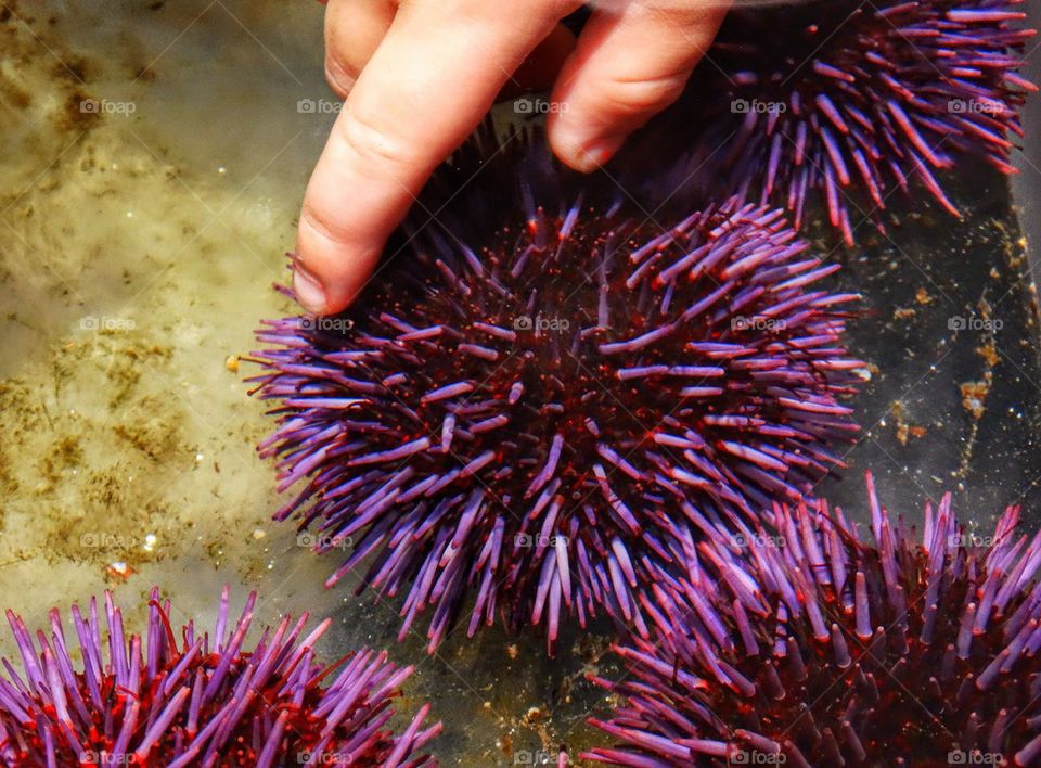 Exploring A Tide Pool. Purple Sea Urchin
