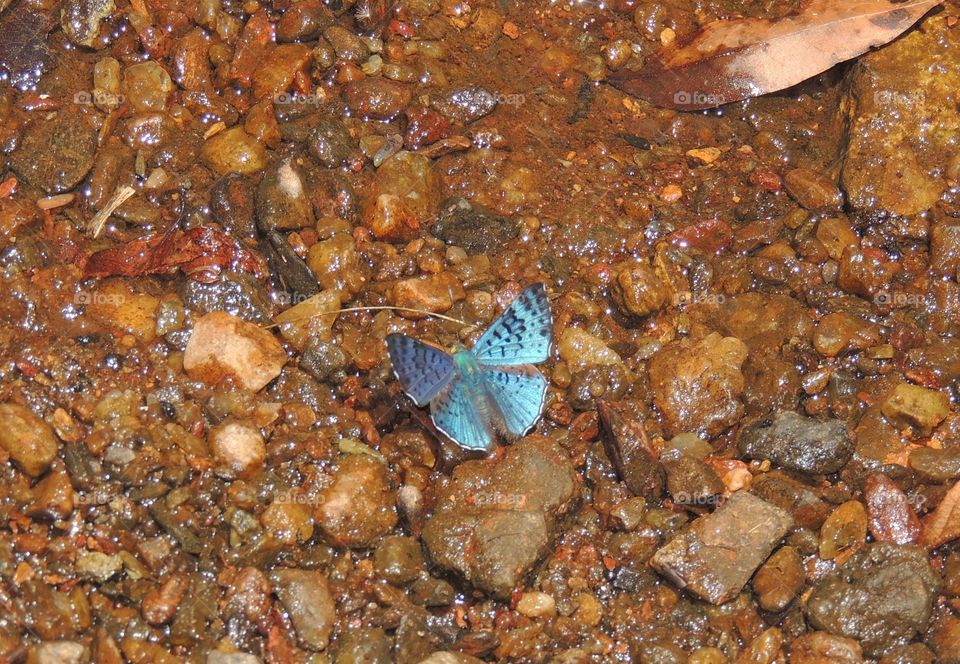 Gorgeous buterfly in Serra do Cipó, Minas Gerais, Brasil