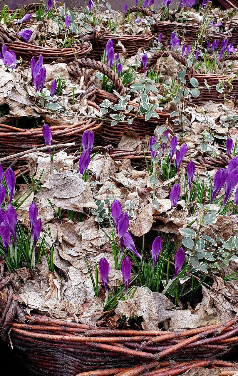 Crocuses