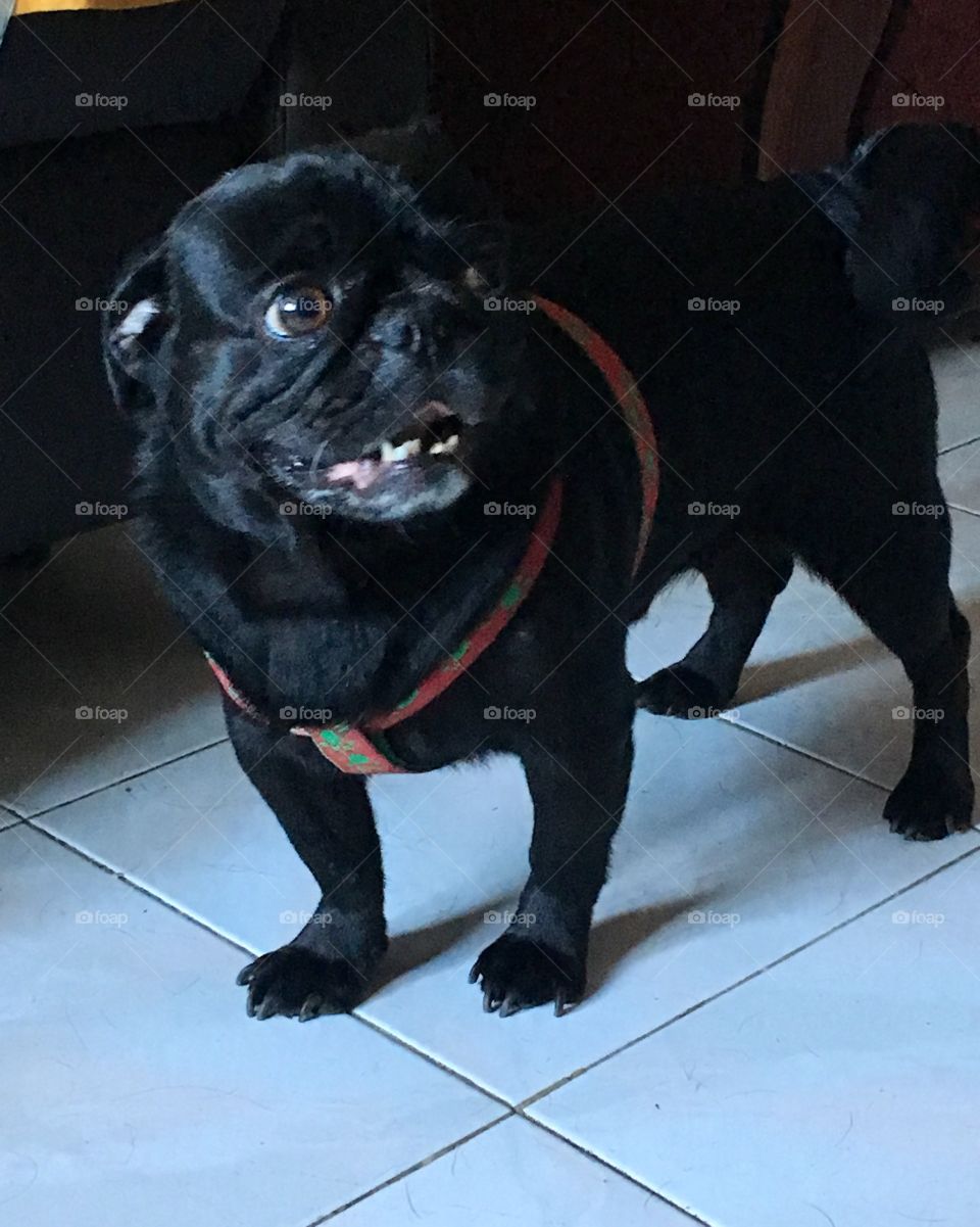 Friendly Black Pug 