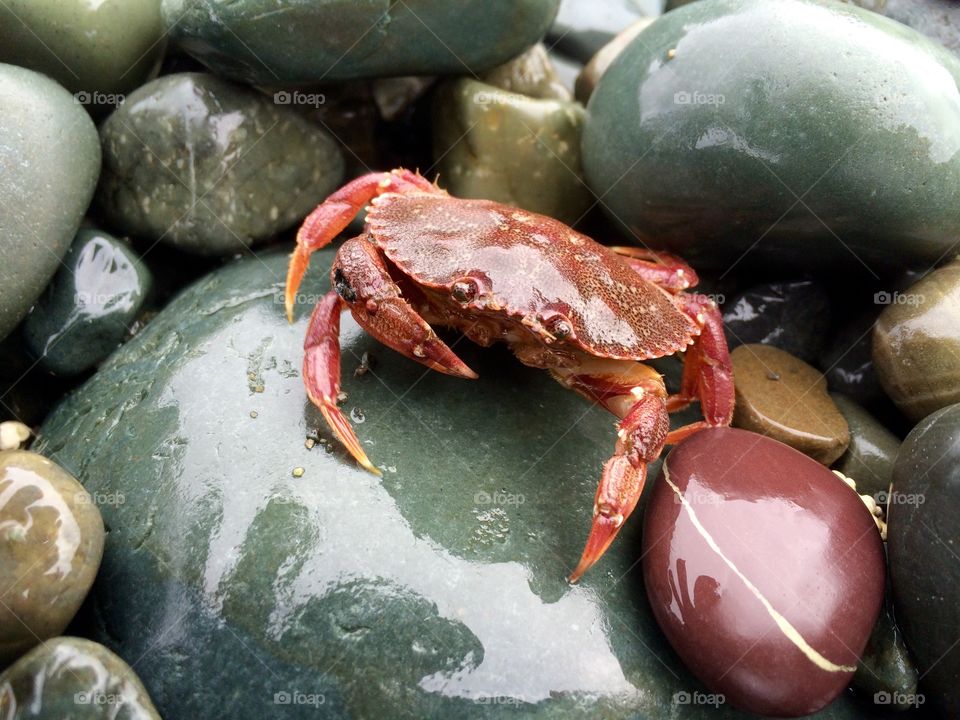 Crab on pebbles