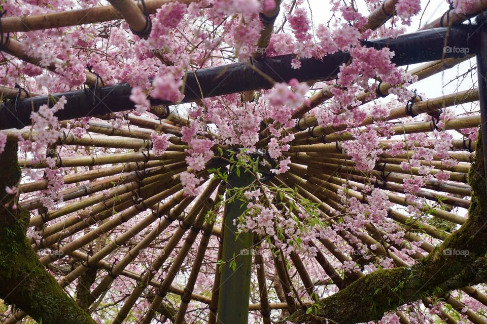 Umbrella of cherry blossoms