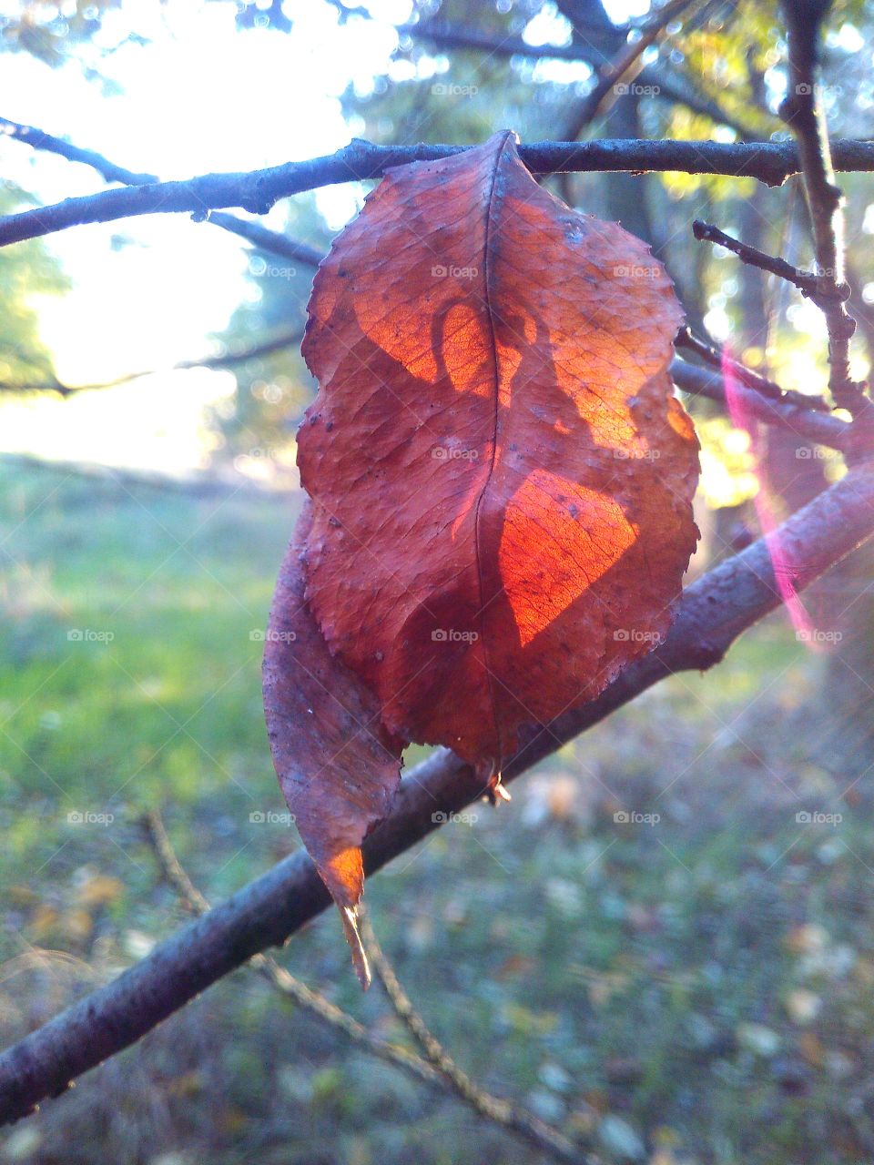 Lonely leaf