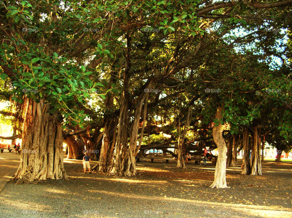 Amazing Banyan Tree