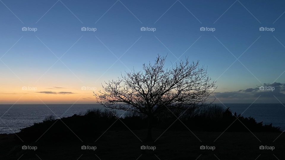 Single tree by the ocean at sunset