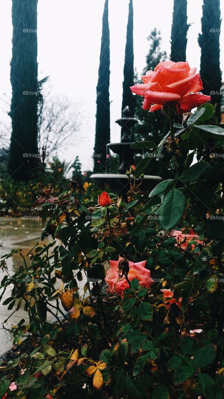Winter roses. 