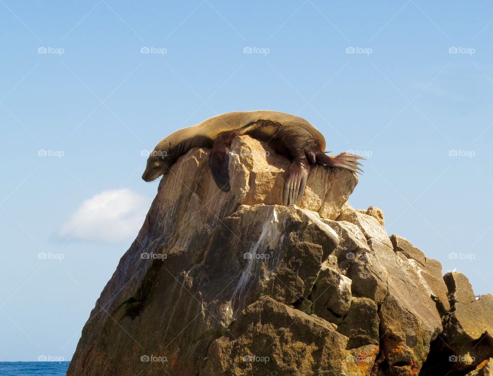 Sea lion sunning itself