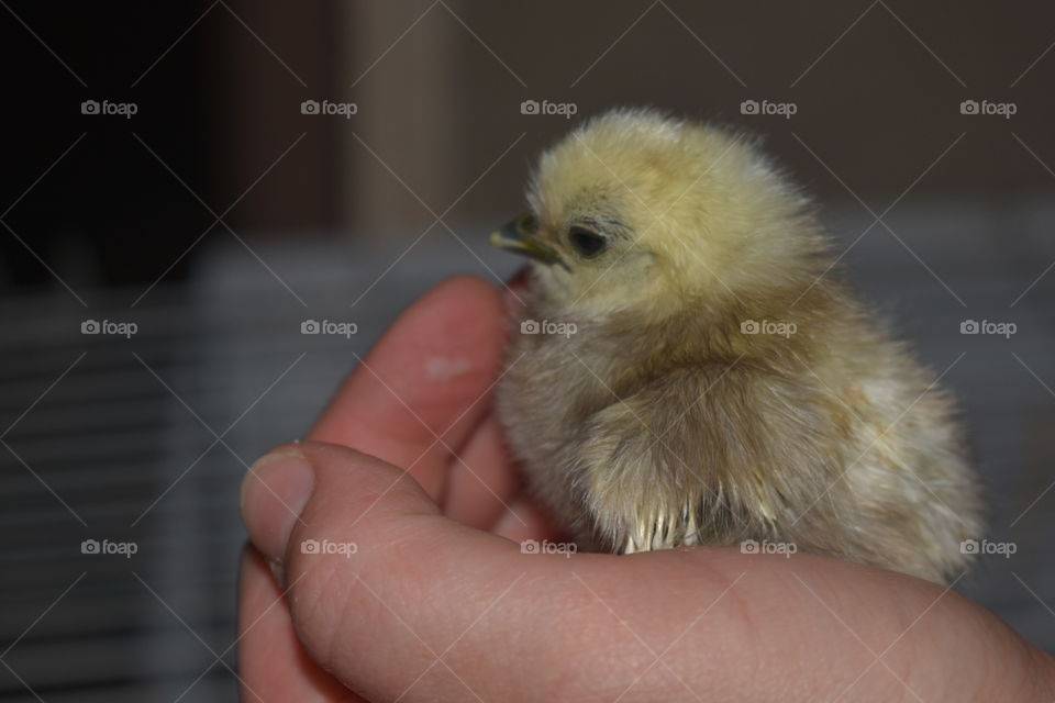 A day old baby chick is held gently in a child’s hand. The yellowish chick in the foreground is set against a neutral blurred background. 