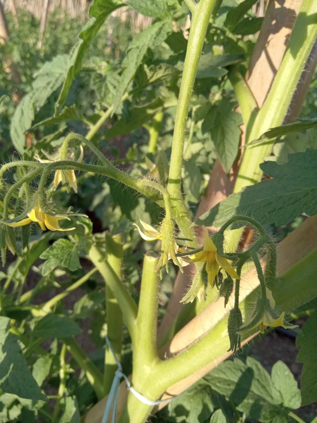 Tomato plant!!