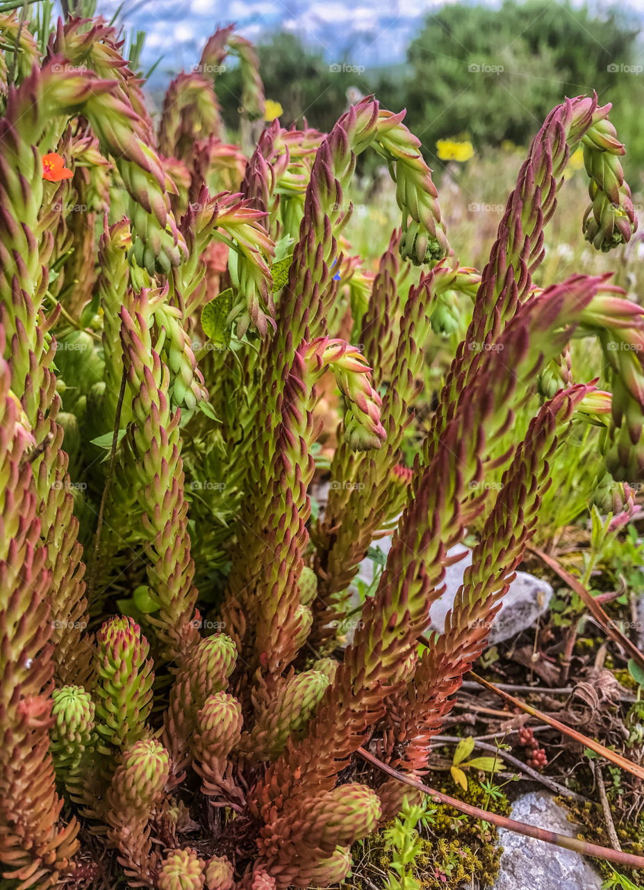 Sedum forsterianum or Forsters Stonecrop, with distinctive curved tops, before flowering