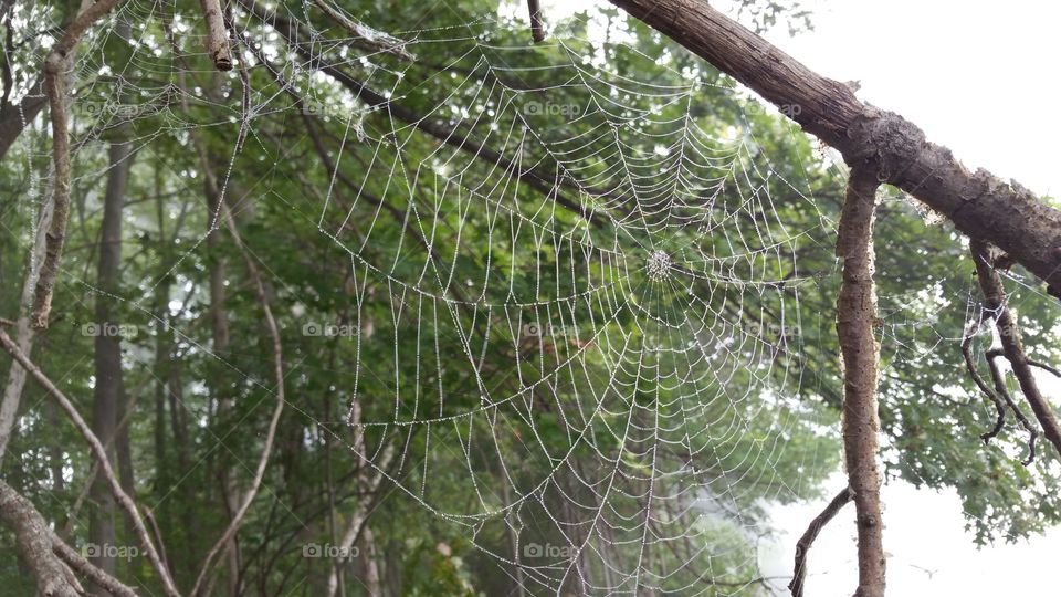spiderweb