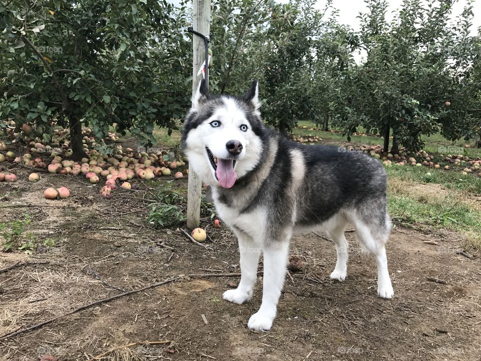 Happy husky in an apple orchard 