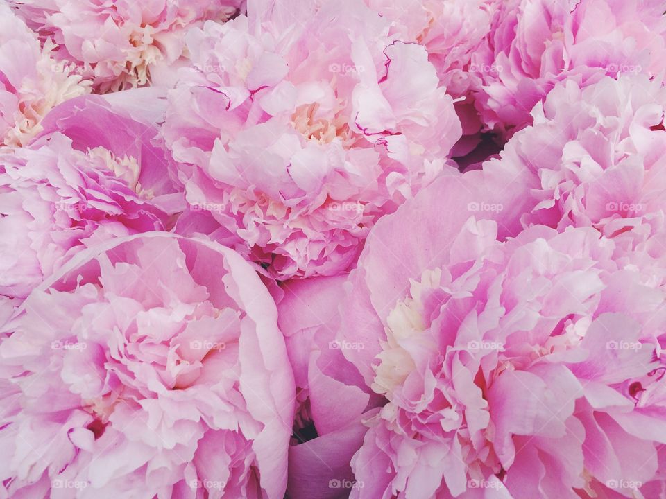 Pink peony