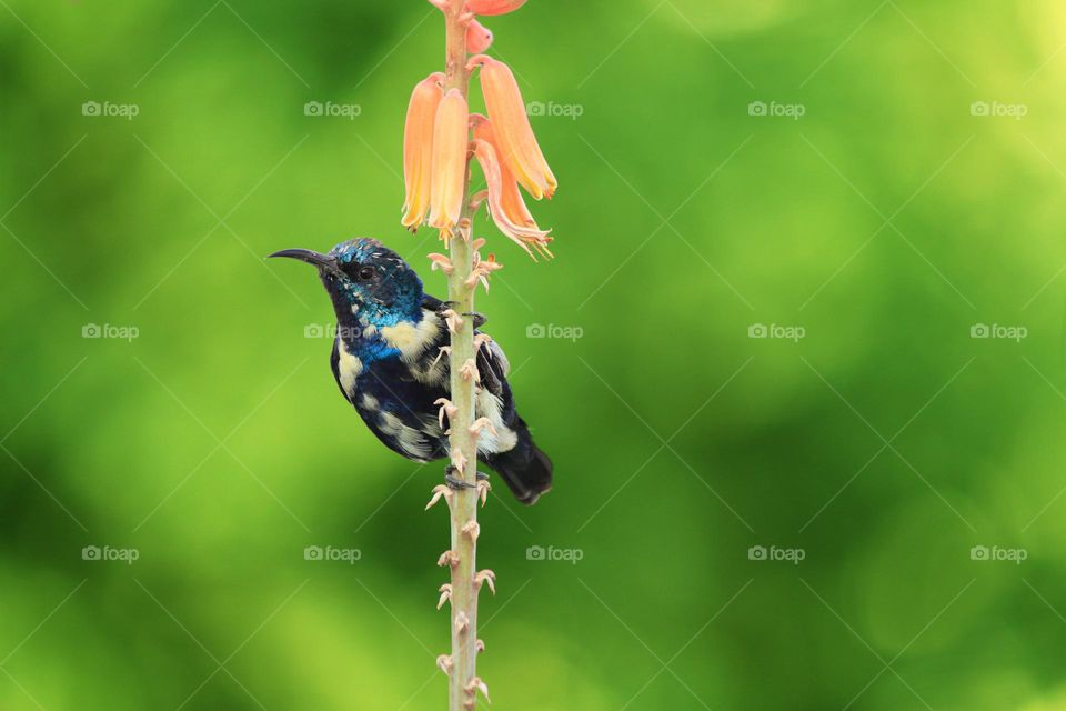 purple sunbird in aloe vera flower