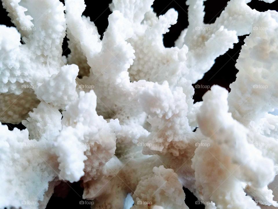 Close-up of a coral