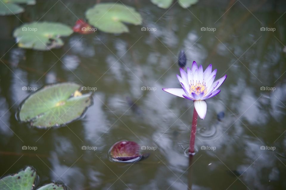 細雨紛飛，#靜。#花 #睡蓮 #すいれん #Water #lily in #rainy #pool #flower