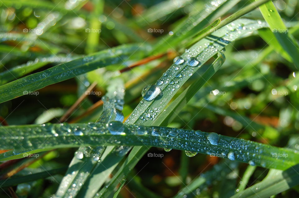 Leaf, Dew, Rain, Drop, Flora