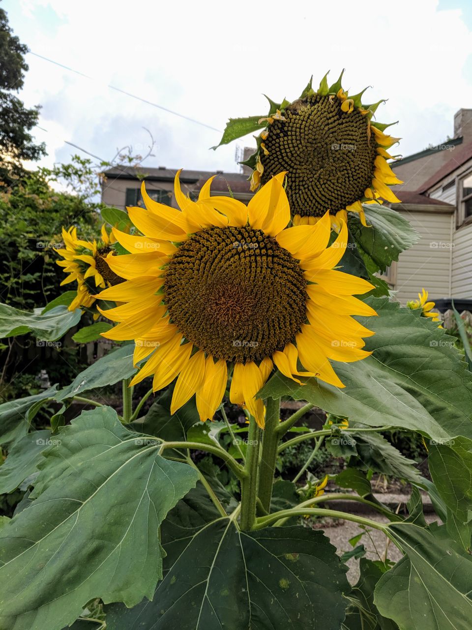 sunflowers