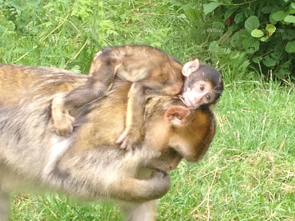Mummy and baby monkey. Photo was taken at Monkey Forest. 