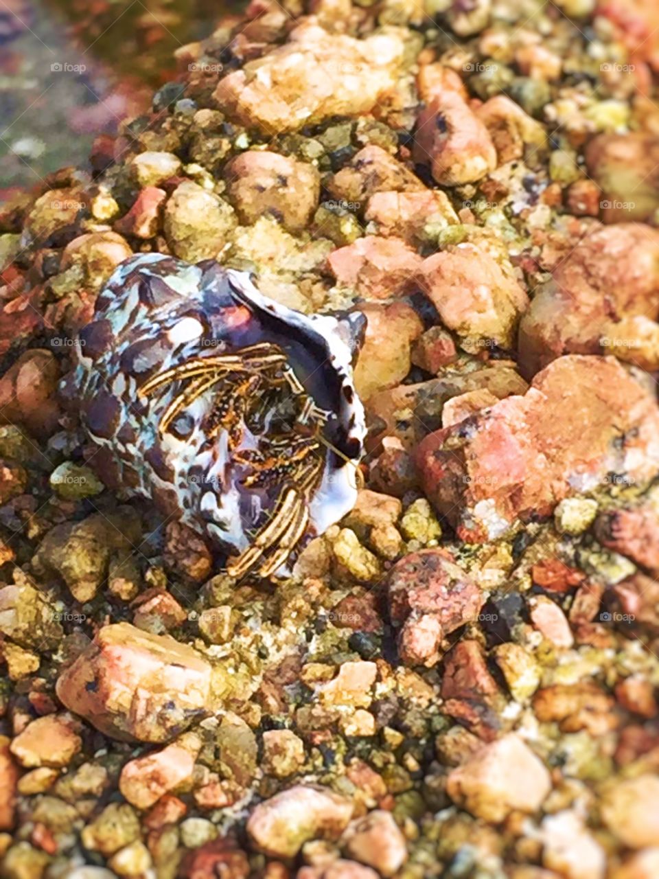 Krebs Einsiedlerkrebs 