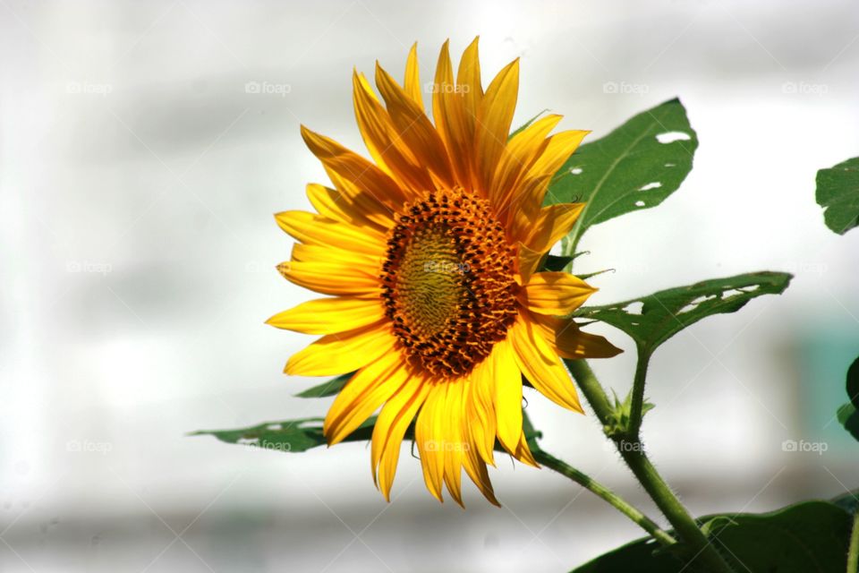 sun flower beauty