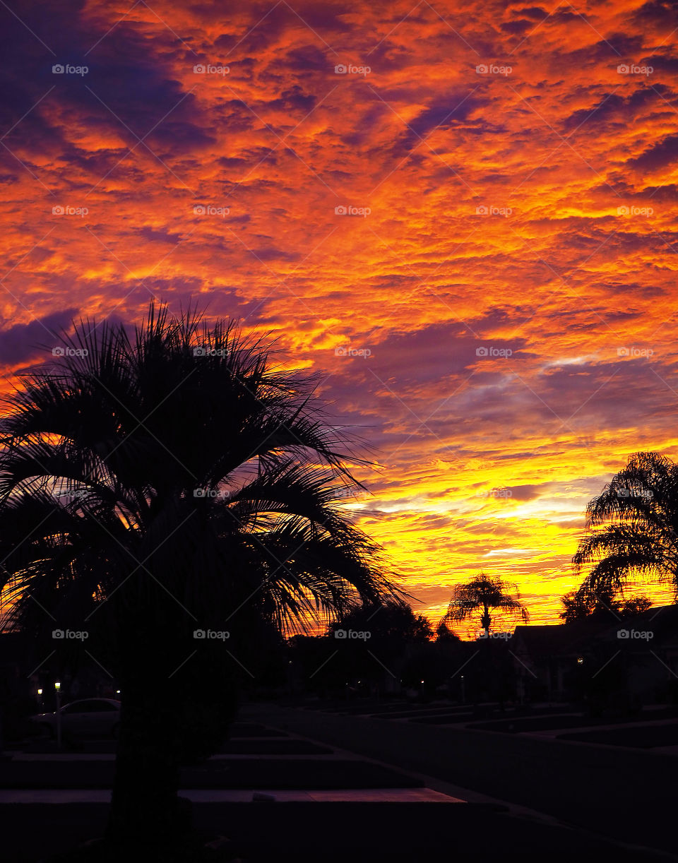 Sunrise with silhouetted trees