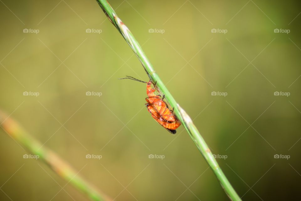 Red Soldier Beetle Mating