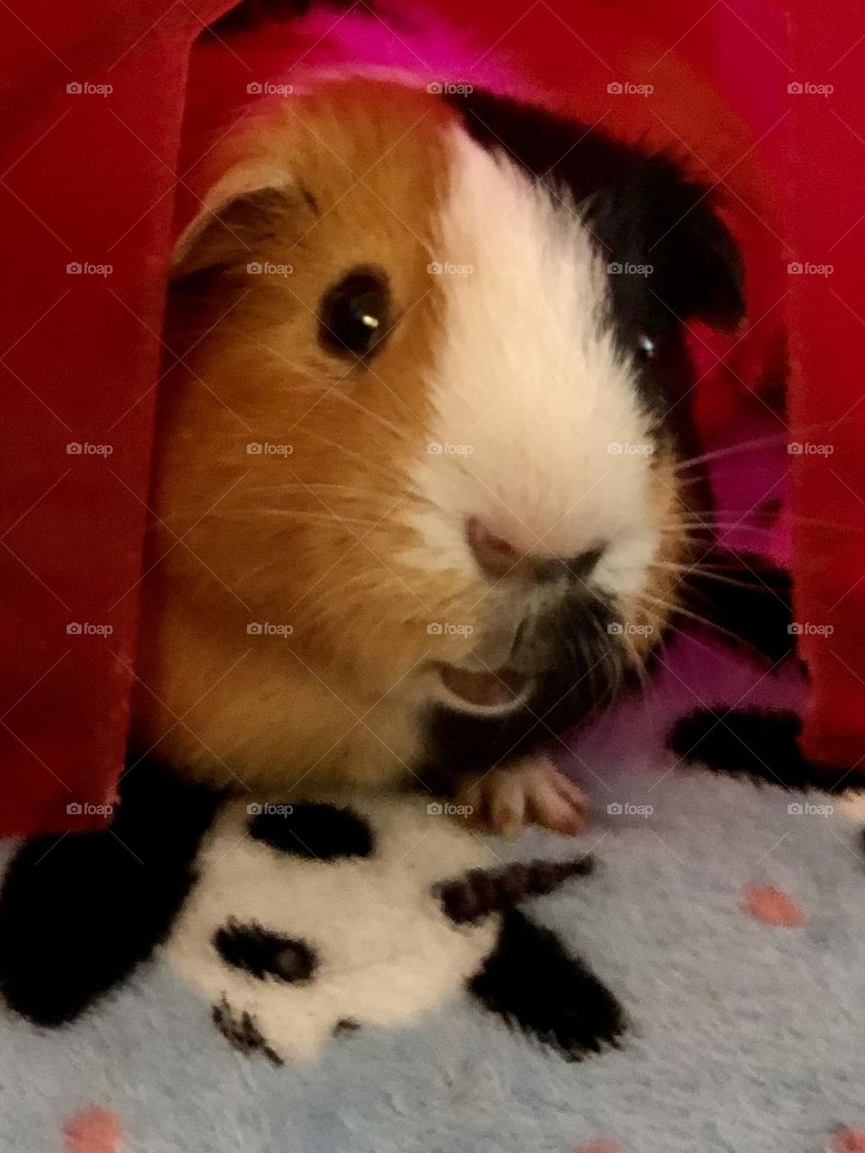 Close up with Danny , looking so cute ❤️🥰