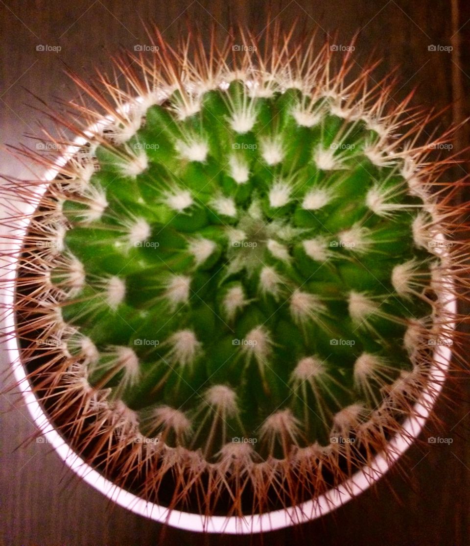 Cactus close up