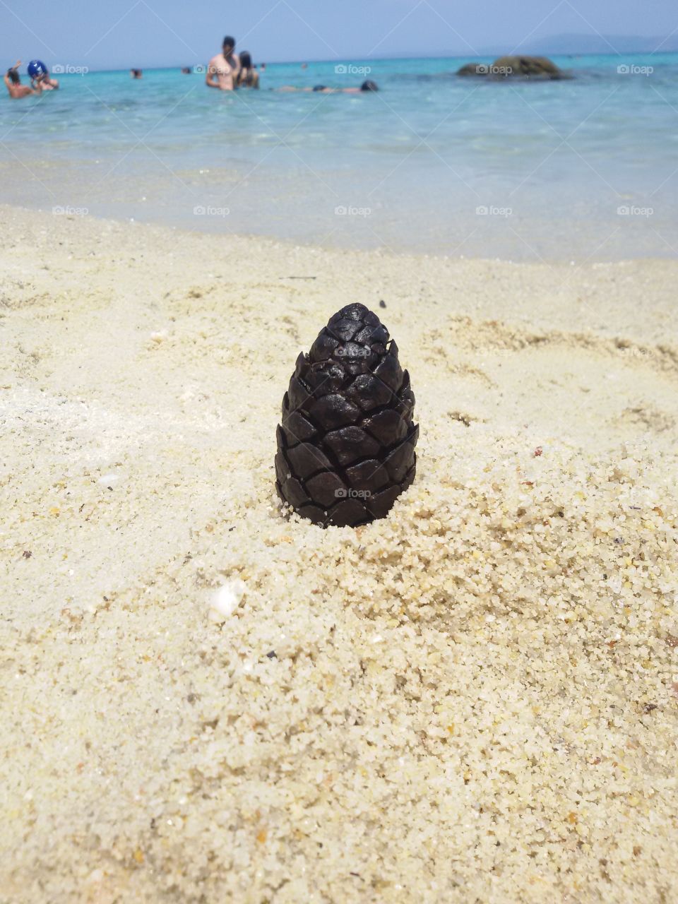 Pine in the sand on beach