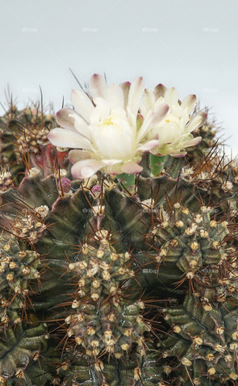 gymno cactus flowers