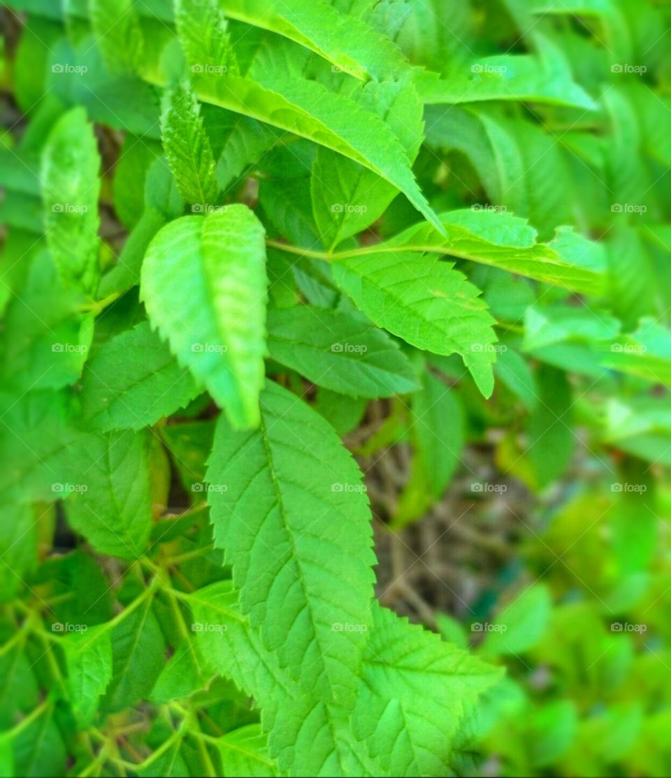 learn character from trees ... 🌴
values from roots, 
and change from leaves... 🌿 🍀