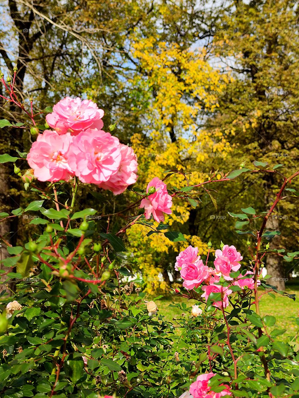 Autumn Summer. Border. Blooming Pink Roses Foreground. In the background is a yellow autumn tree