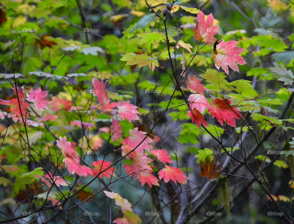 Cascade range maple