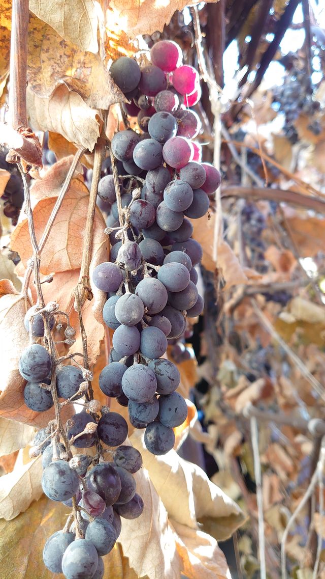 grapes in autumn
