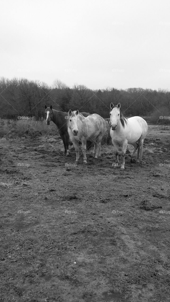 horses in winter