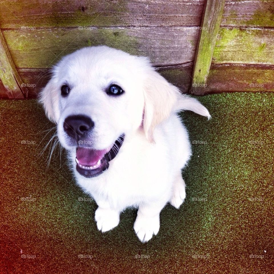 Zoe - Golden Retriever