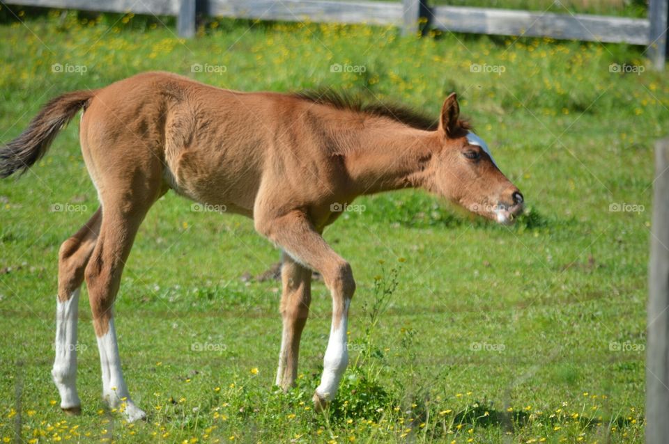 foal