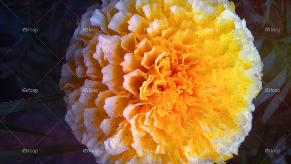 White yellowish Marigold flower