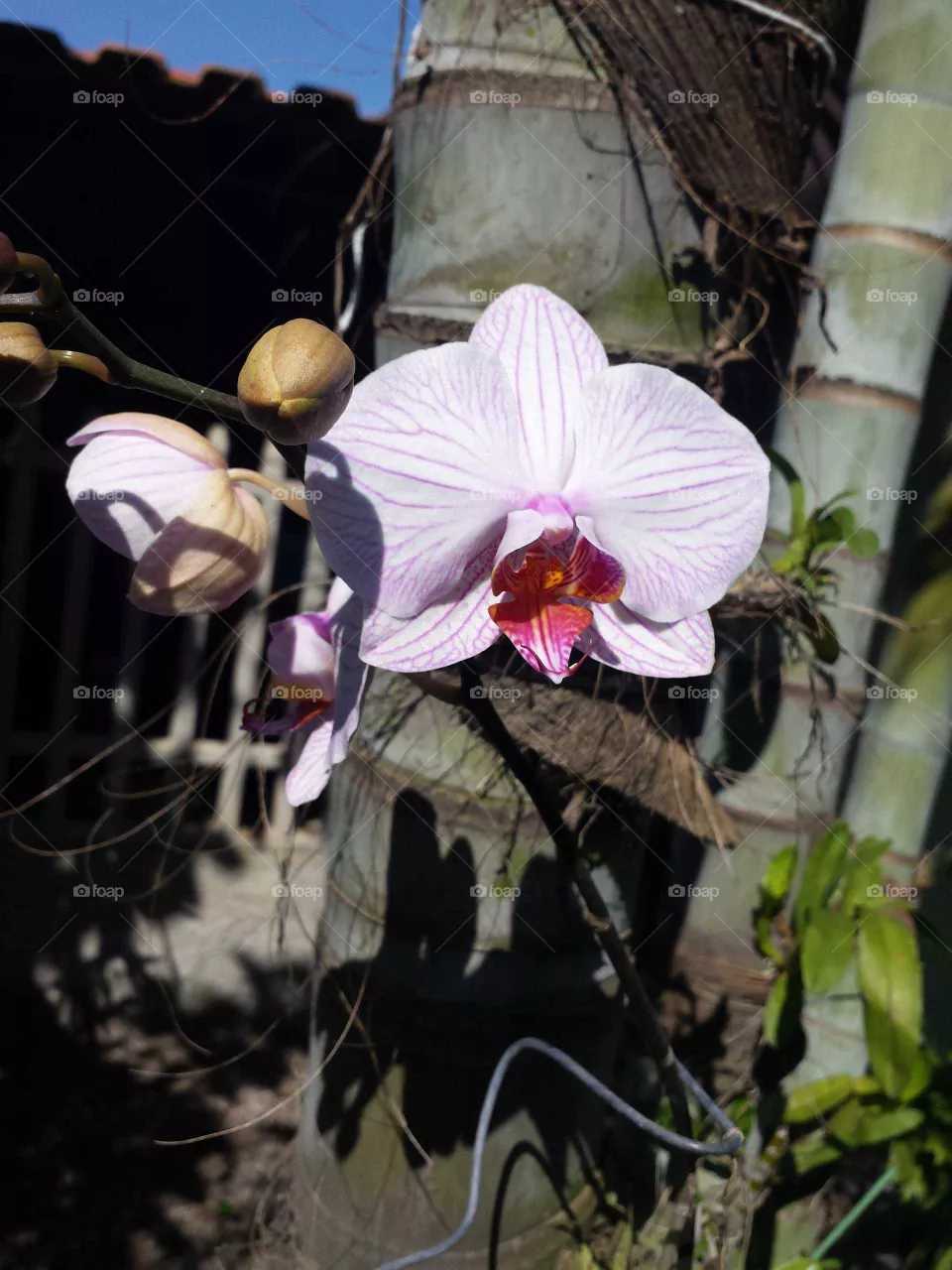 Flores
