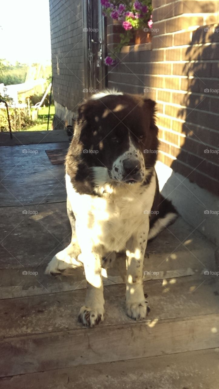 Dog sitting at patio