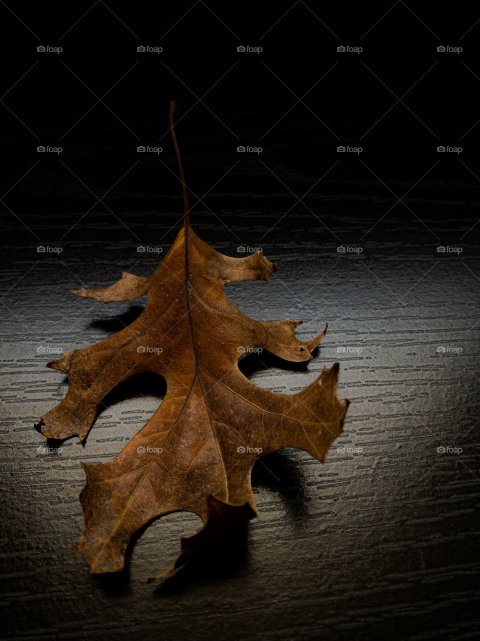 Dead oak leaf on black woodgrain backdrop 