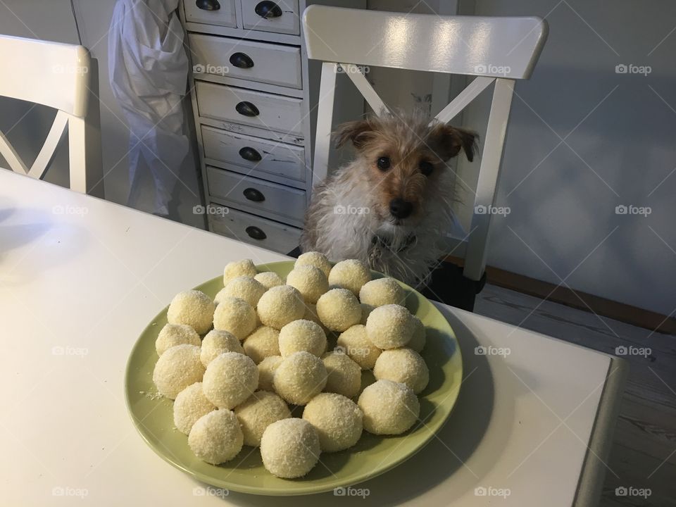 Dog with cookies