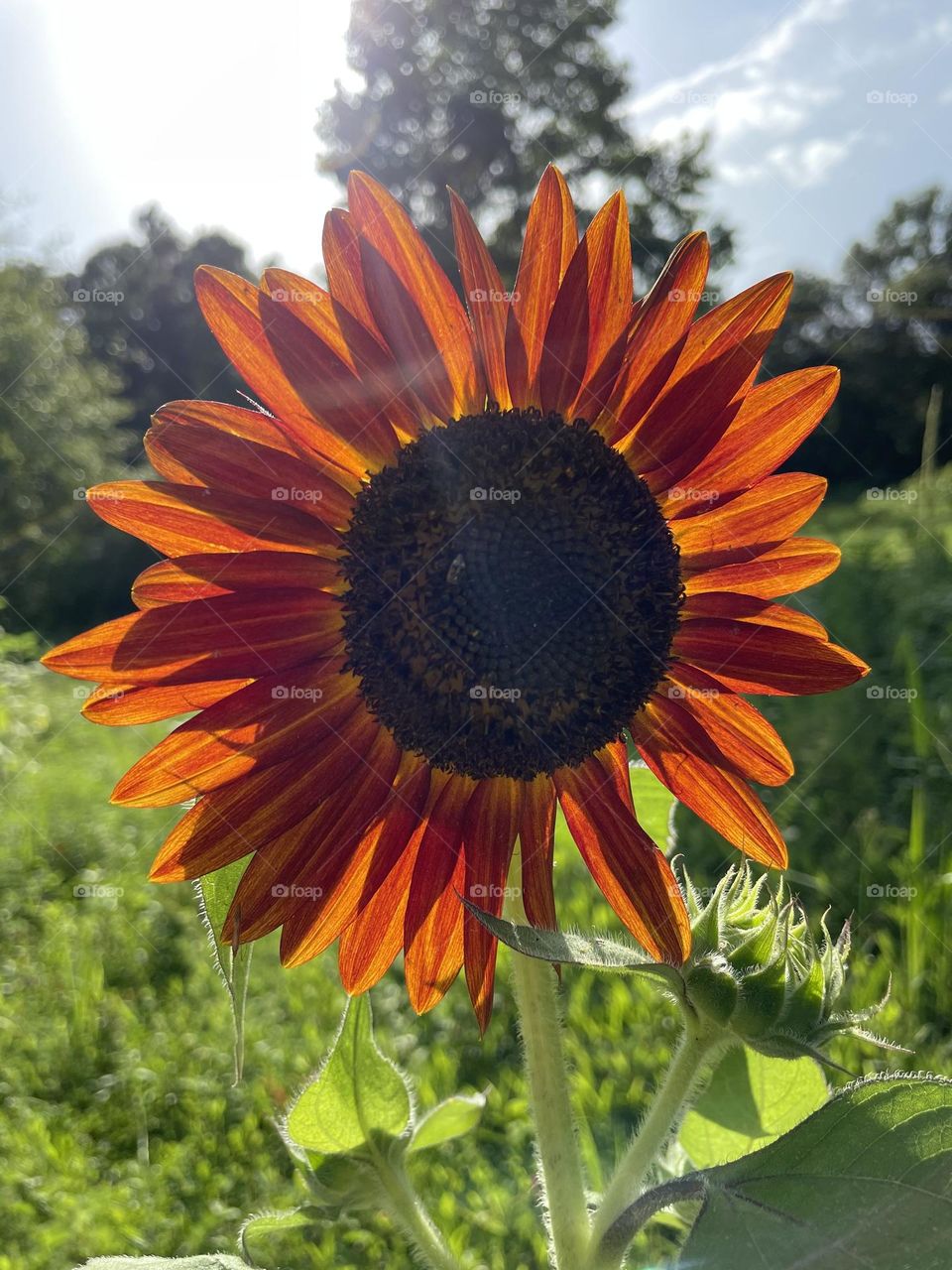 A big sunflower. 