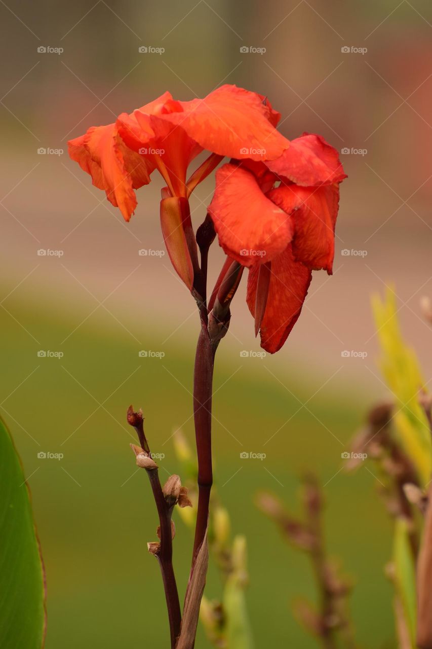 Vivid Orange Big Canna Flower on Blur Background