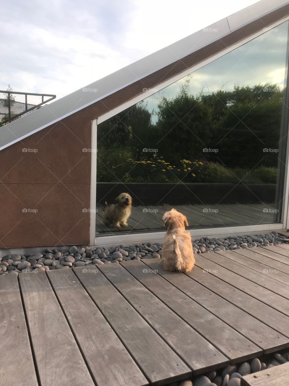 Puppy looking through a reflection